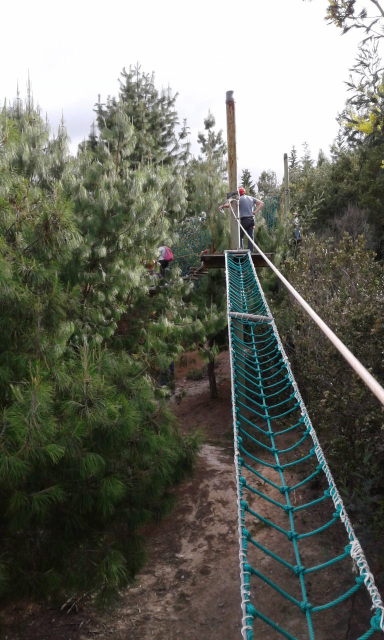 Pasarela entre los árboles